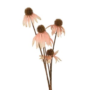 ECHINACEA