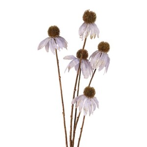 ECHINACEA