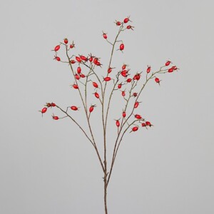 ROSA BACCHE