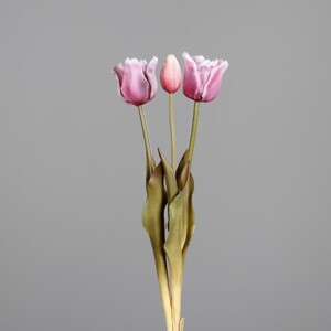 TULIPANI