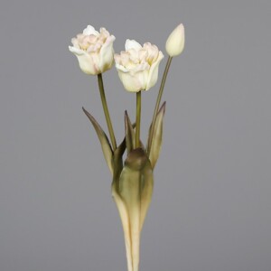 TULIPANI