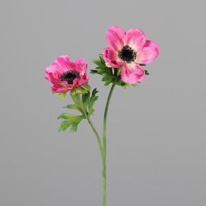 ANEMONE