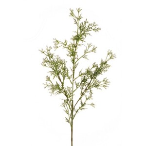 ROSMARINO