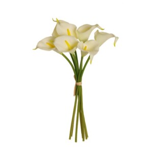 CALLA