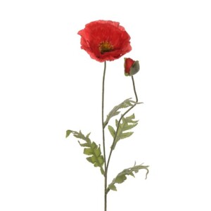 PAPAVERO