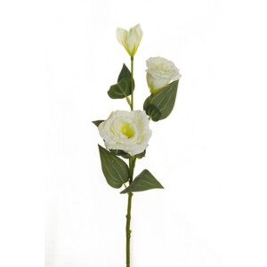 LISIANTHUS