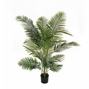 ARECA PIANTA