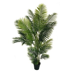 ARECA PIANTA