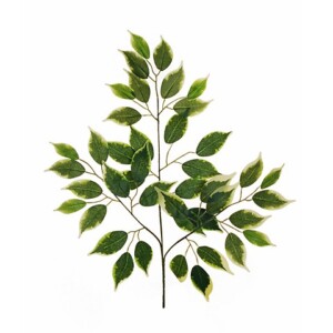 FICUS VARIEGATO