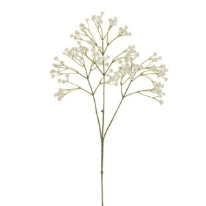 GYPSOPHILA