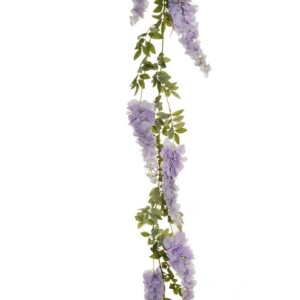 WISTERIA