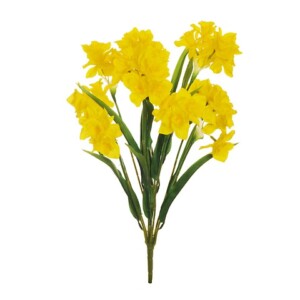 NARCISI