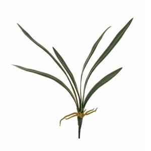 FOGLIE DI CYMBIDIUM
