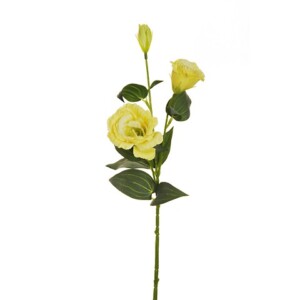 LISIANTHUS