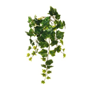 EDERA GHIRLANDA