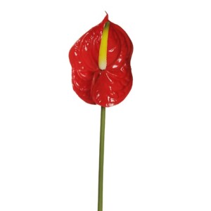 ANTHURIUM