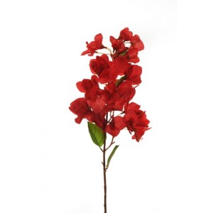 BOUGANVILLEA