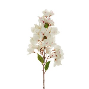 BOUGANVILLEA