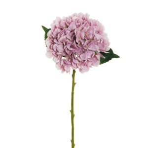 HYDRANGEA