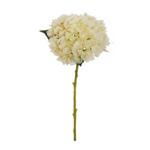 HYDRANGEA