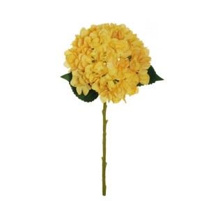 HYDRANGEA