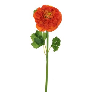 RANUNCOLO