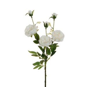 ROSA RAMIFICATA
