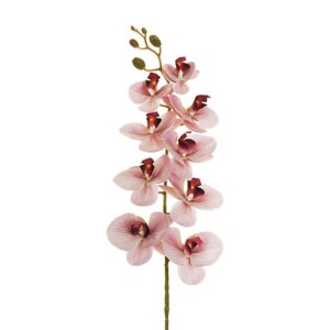 PHALENOPSIS APHRODITE