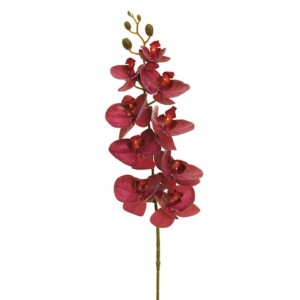 PHALENOPSIS APHRODITE