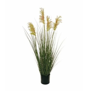 SORGO PIANTA