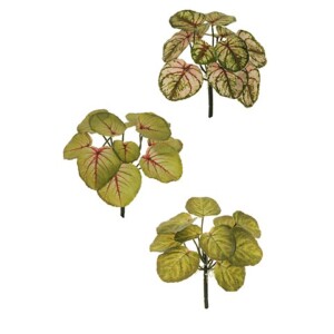 CALADIUM