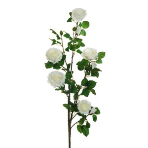 ROSA GARDEN