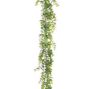EUCALYPTUS