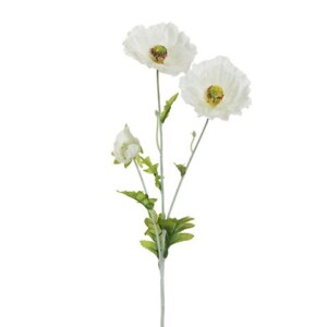 PAPAVERO