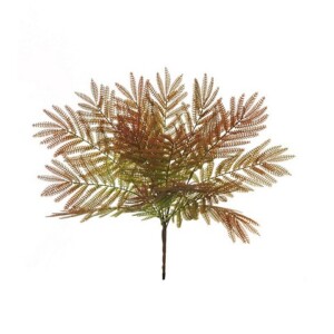 ACACIA
