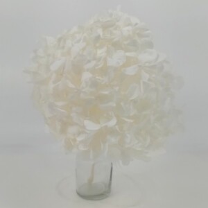 HYDRANGEA STABILIZZATA
