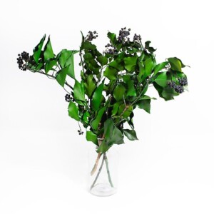 EDERA ARBOREA STABILIZZATA