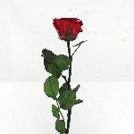 ROSA AMOROSA TUBO