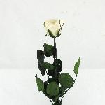 ROSA AMOROSA MINI TUBO