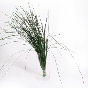 ERBA GRASS STABILIZZATA