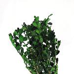 BUXUS STABILIZZATO