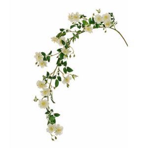 ROSA SELVATICA