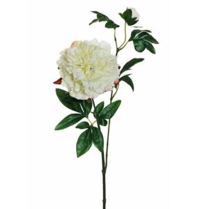 PEONIA