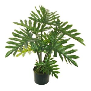 PHILODENDRON PIANTA