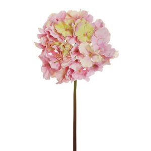 HYDRANGEA