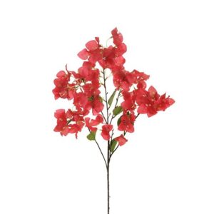 BOUGANVILLEA
