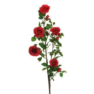 ROSA GARDEN