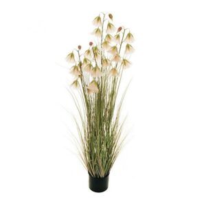 ERIOPHORUM PIANTA