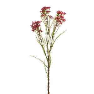 WAXFLOWER