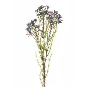 WAXFLOWER